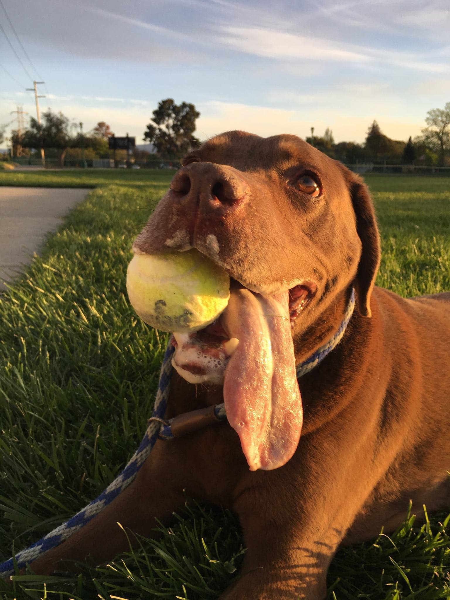 Rethinking Animal Control in East Palo Alto