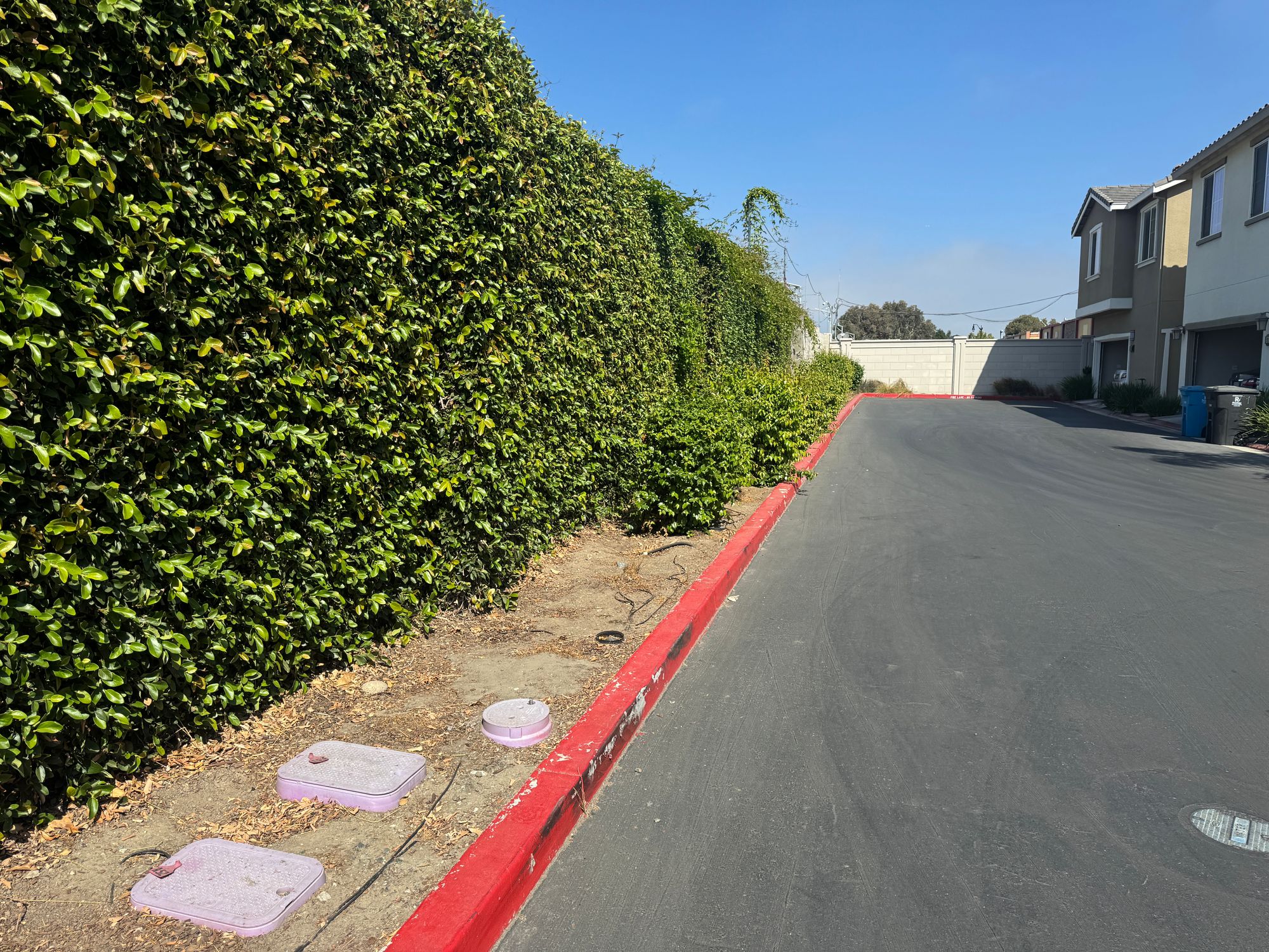 Canopy Planted 20 Trees for Free in Our East Palo Alto HOA