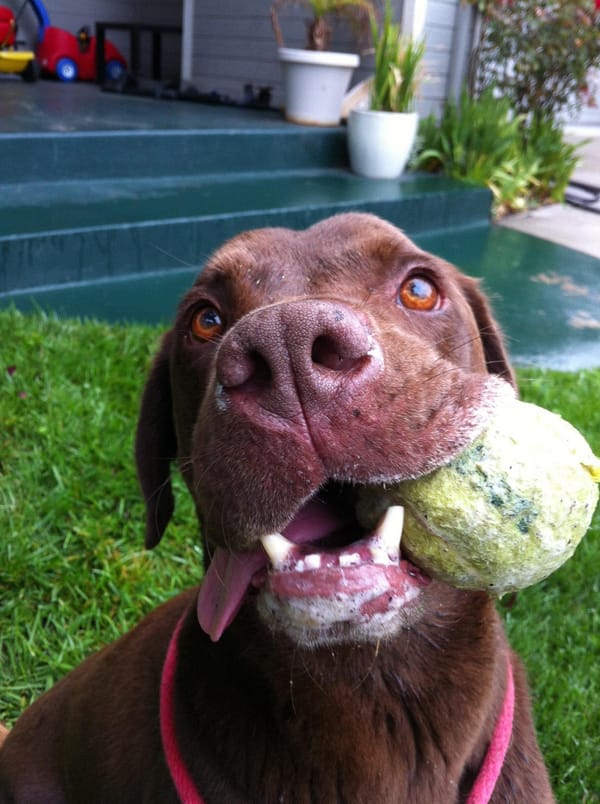 Resources for Dog and Cat Owners in East Palo Alto